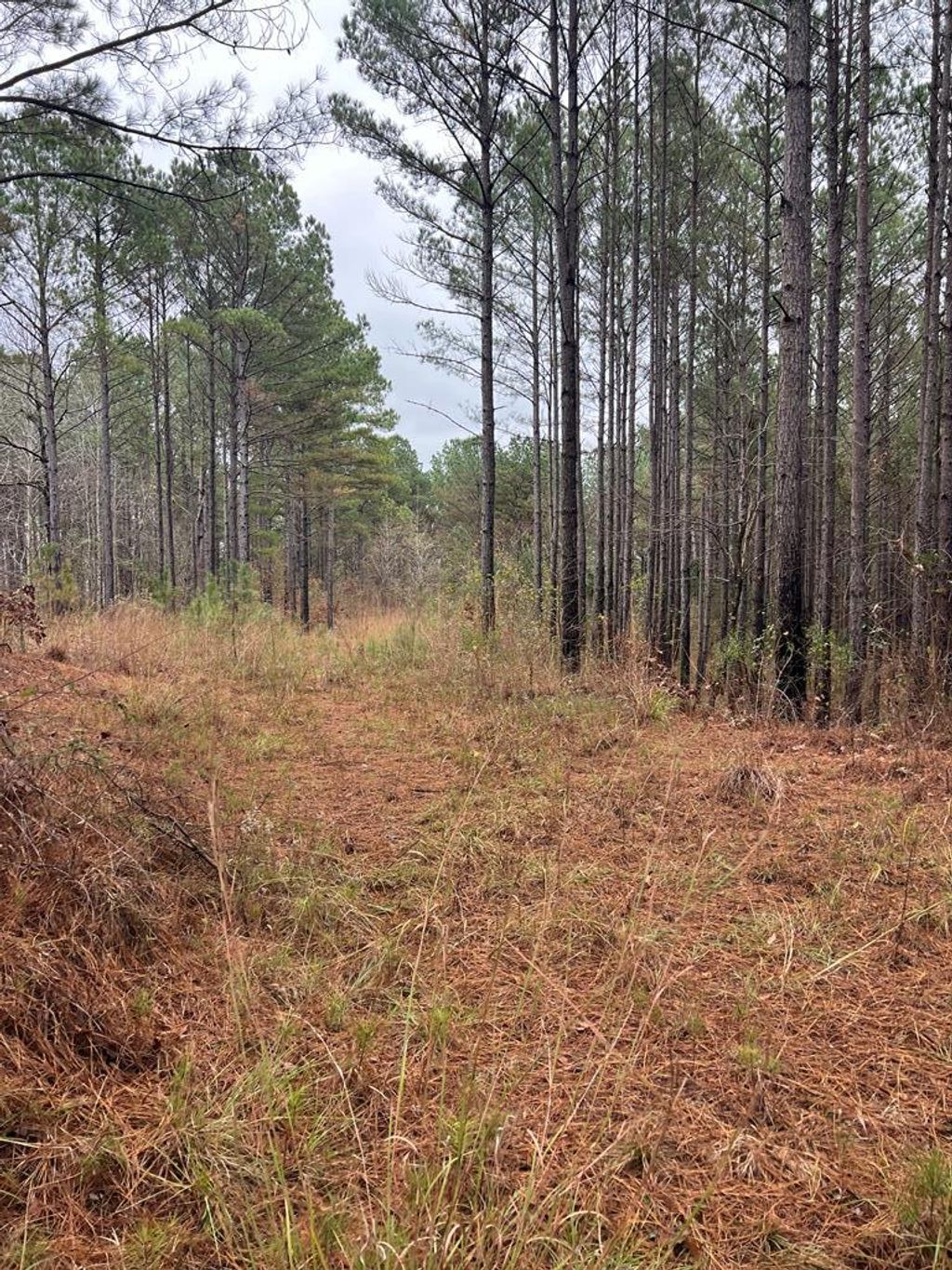 Photo of 0 County road 151a, RANDOLPH, MS 38864 (MLS # 162194)