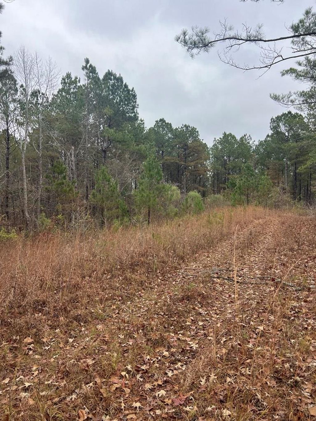 Photo of 0 County road 151a, RANDOLPH, MS 38864 (MLS # 162194)
