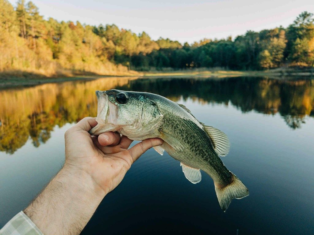 Photo of 386 (Lafayette County) County Road 378, WATER VALLEY, MS 38965 (MLS # 161928)