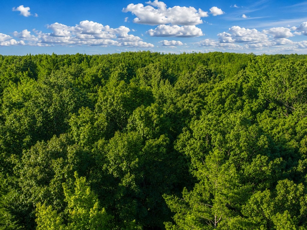 Photo of BRUCE, MS 38915 (MLS # 168064)