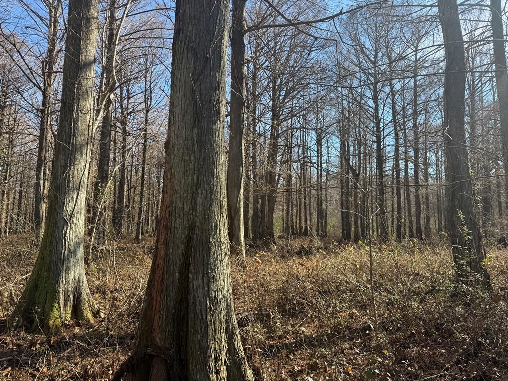 Photo of 00 Cr 127, ABBEVILLE, MS 38601 (MLS # 167263)