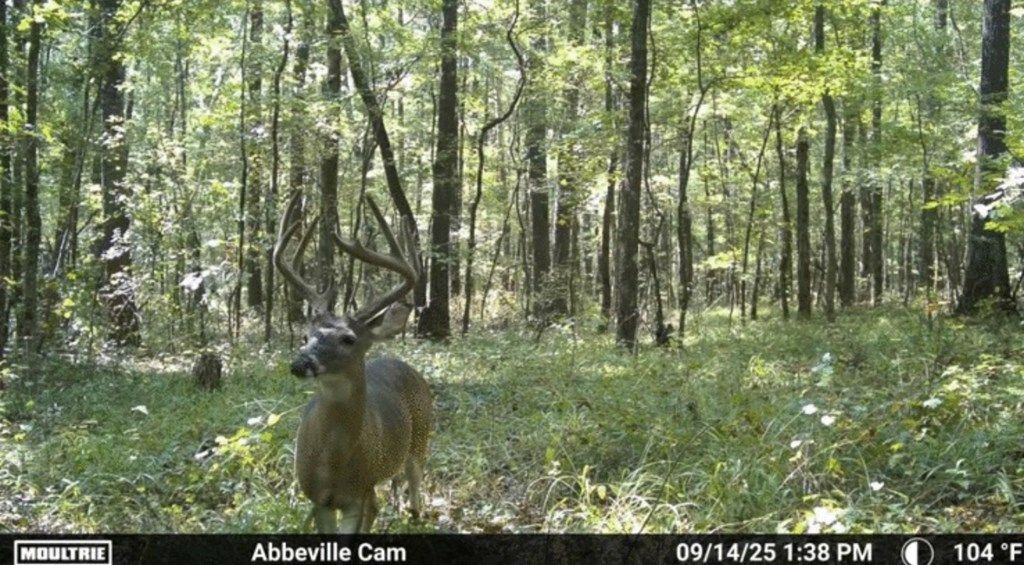 Photo of 00 Cr 127, ABBEVILLE, MS 38601 (MLS # 167263)