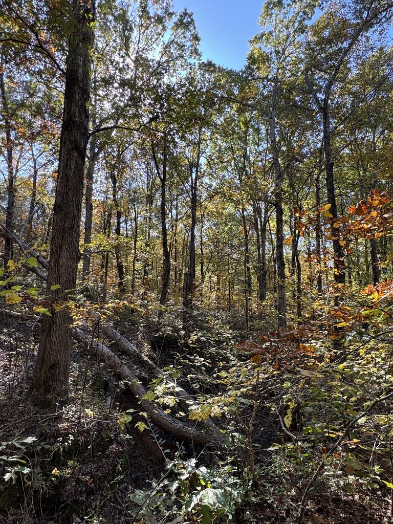 Photo of WATERFORD, MS 38685 (MLS # 168413)