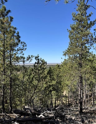 275 REMINGTON RD, SUNDANCE, WY 82729 - Image 55a7ada2092d4cb0e618555f65421843/35042657
