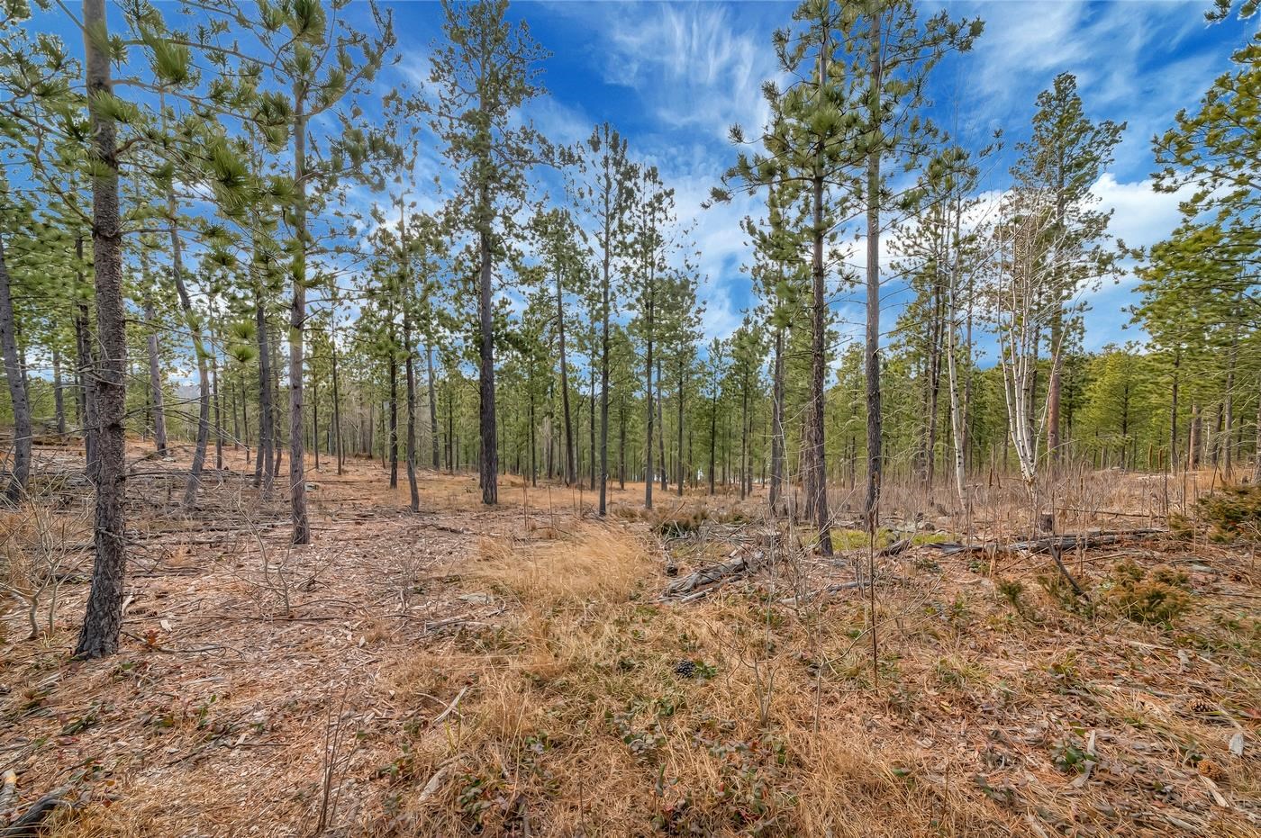 TBD Lofty Pines Ct - Photo 2