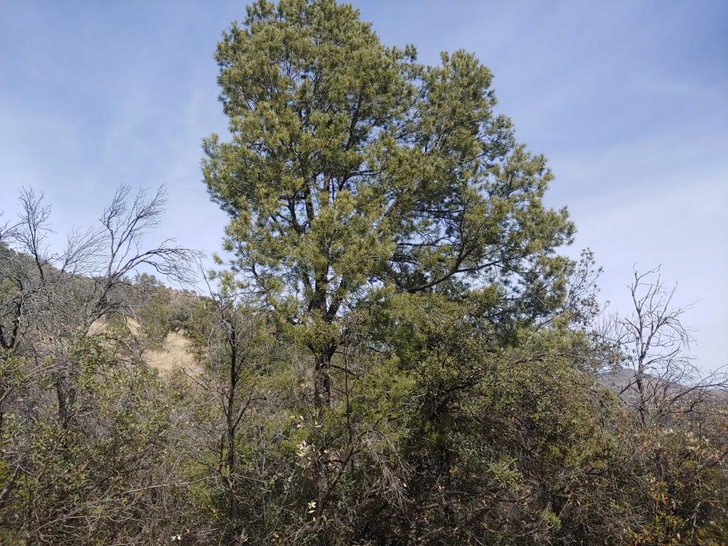 316 Cochise Canyon, Fort Davis, Texas image 36