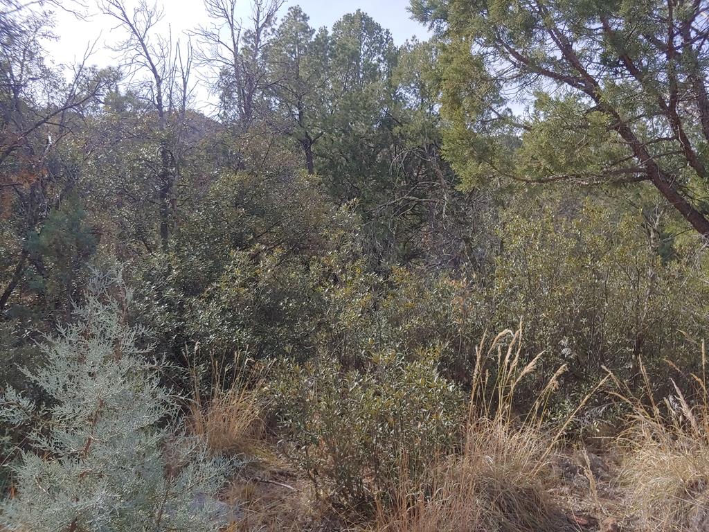 316 Cochise Canyon, Fort Davis, Texas image 22