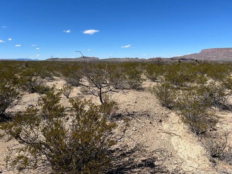 31466a Ringtail Rd, Terlingua, Texas image 4