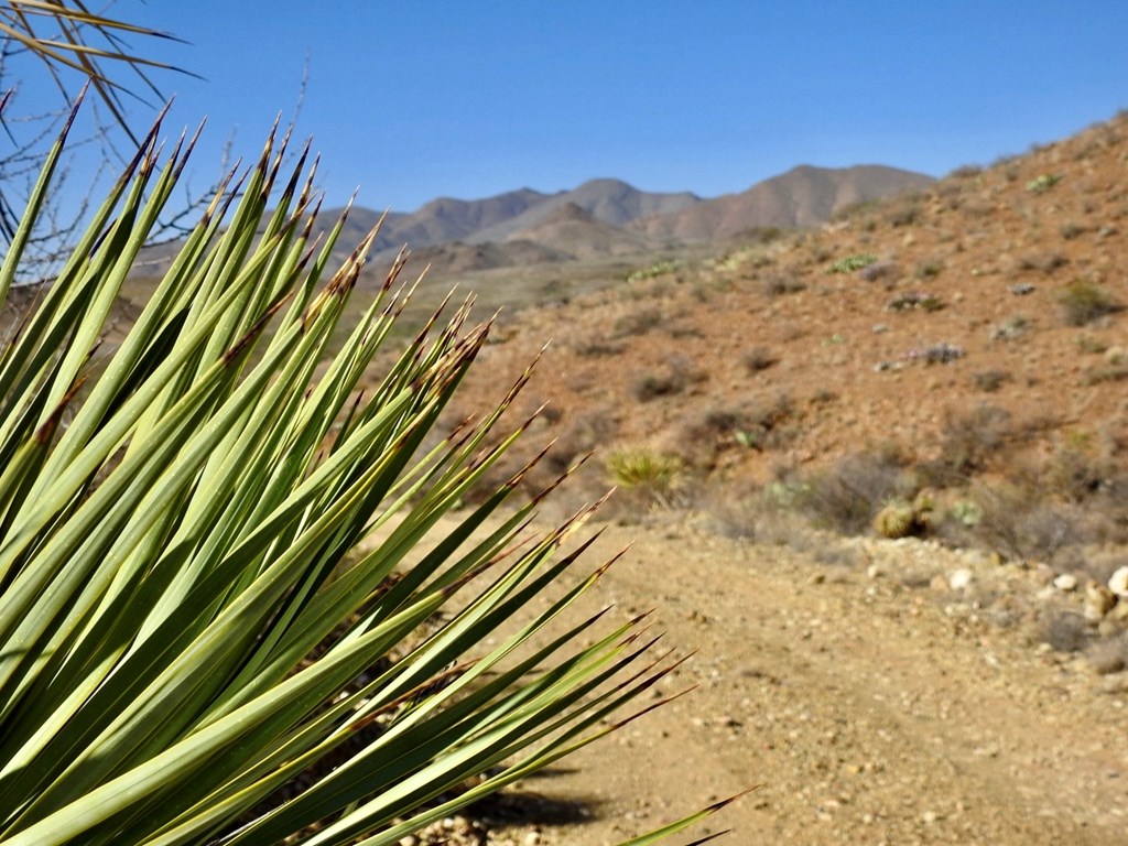 1005 Harold Wynne Road, Terlingua, Texas image 32