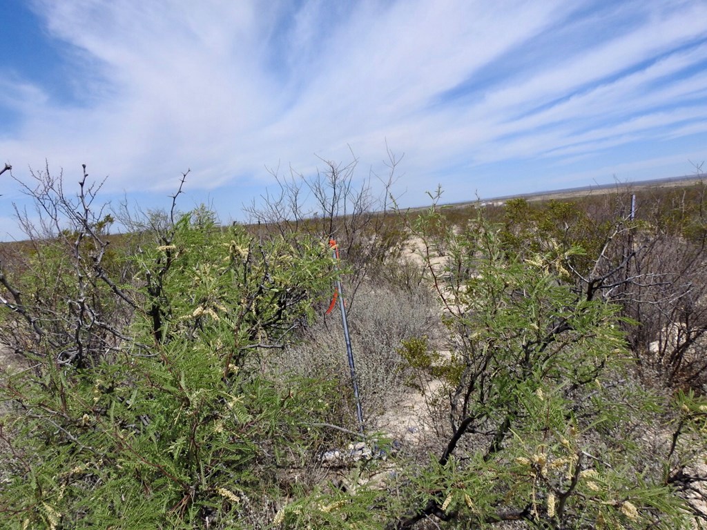 8878 N Desert Willow Springs Lane, Terlingua, Texas image 3