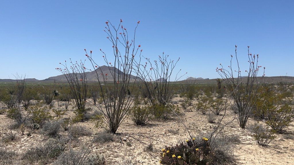 1000 Terlingua Ranch Rd, Terlingua, Texas image 14