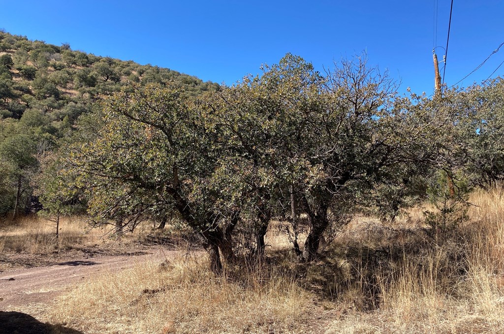 517 Squaw Valley Trail, Fort Davis, Texas image 3