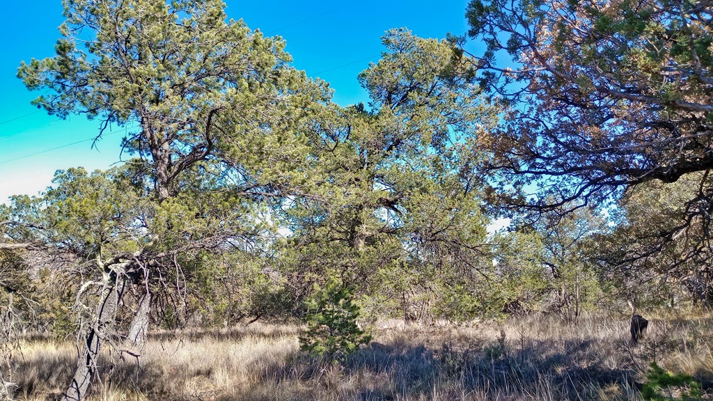 206 Apache Mountain Trail, Fort Davis, Texas image 6