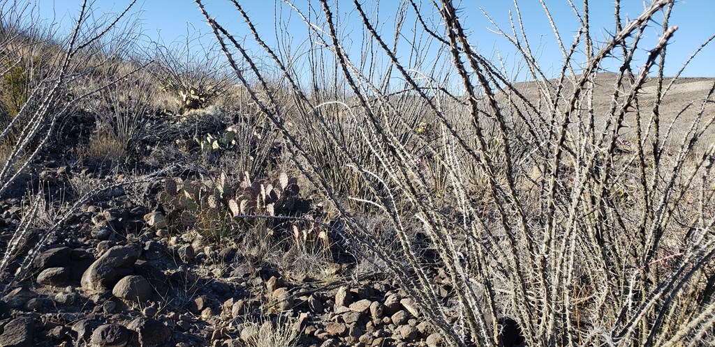 1 Red Fox Rd, Terlingua, Texas image 43