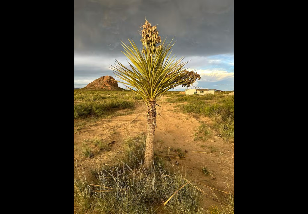 800 Ruby Road, Terlingua, Texas image 4