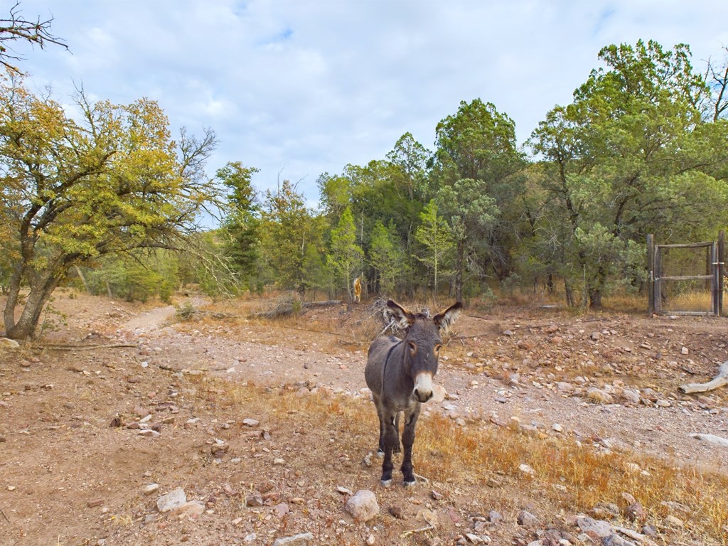 305 Tomahawk Trail, Fort Davis, Texas image 22