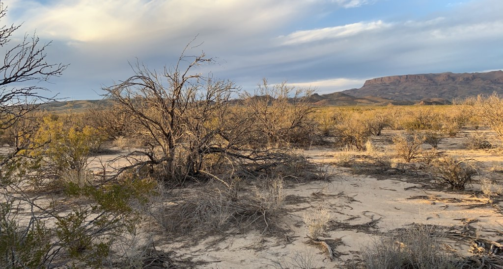 101 Redford, Terlingua, Texas image 4