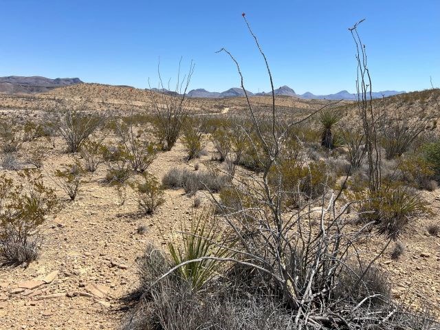 24311 Blue Ridge Rd, Terlingua, Texas image 14