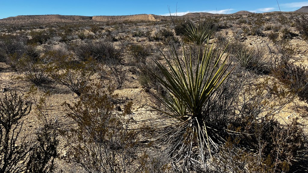 24482 Raven Rd, Terlingua, Texas image 6