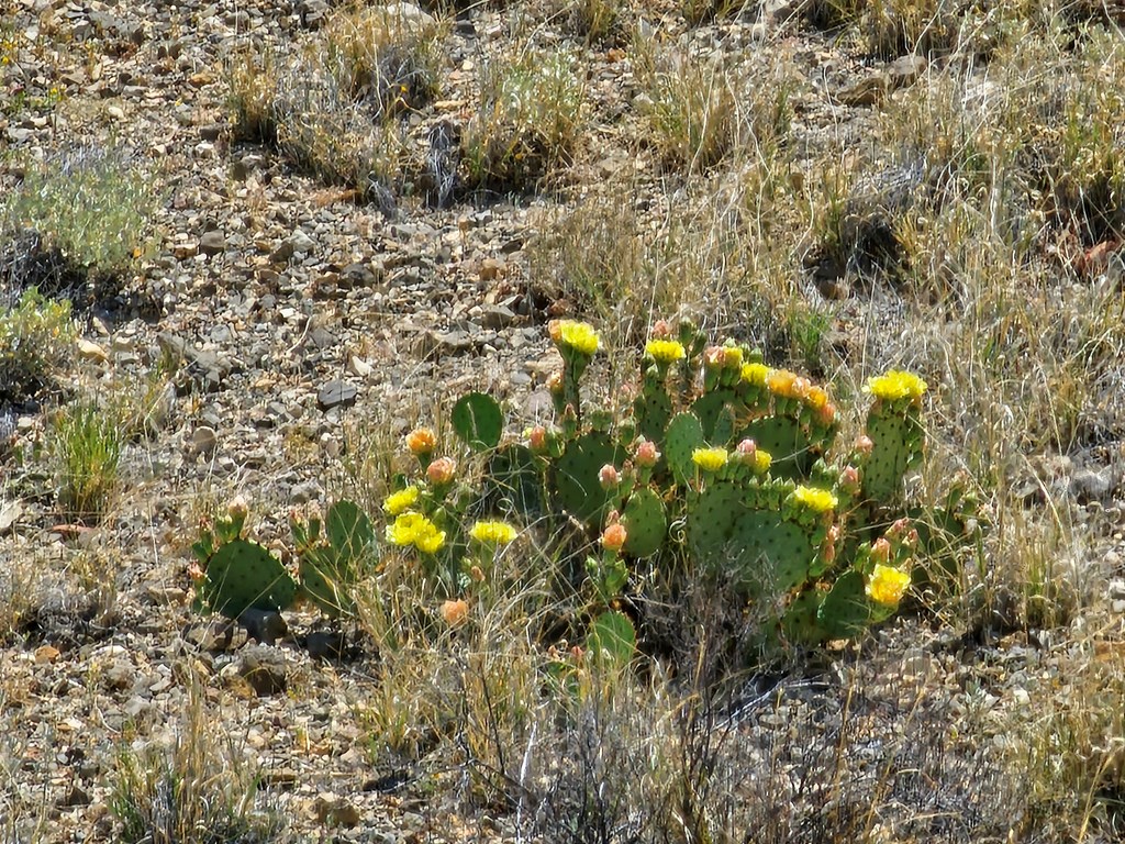 2 Victoria, Terlingua, Texas image 6