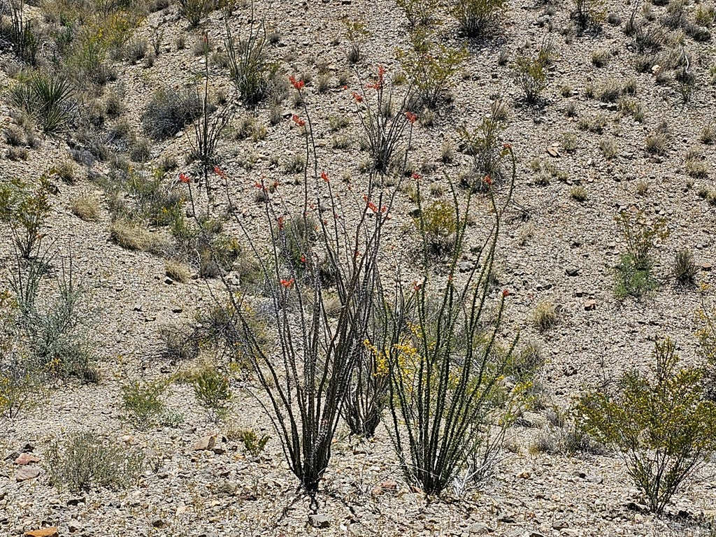 2 Victoria, Terlingua, Texas image 24