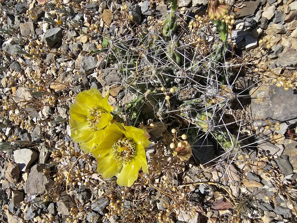 2 Victoria, Terlingua, Texas image 17