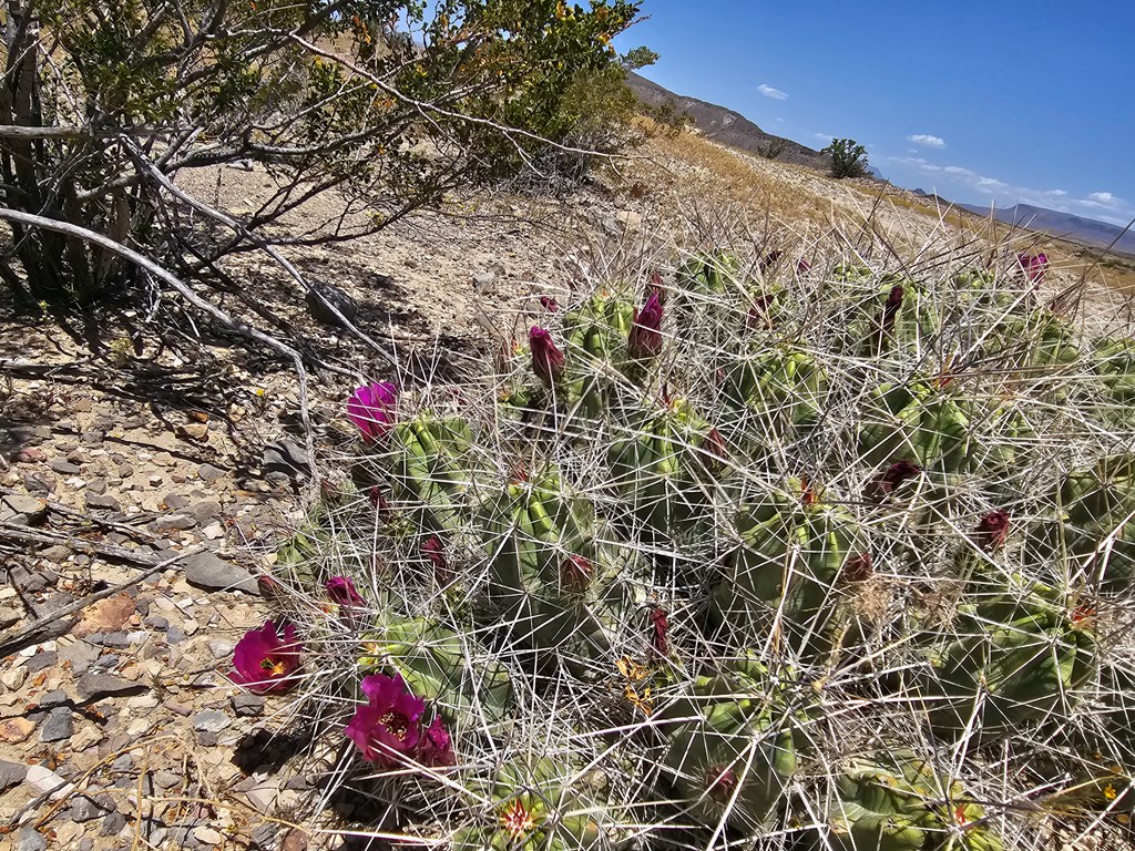 2 Victoria, Terlingua, Texas image 15