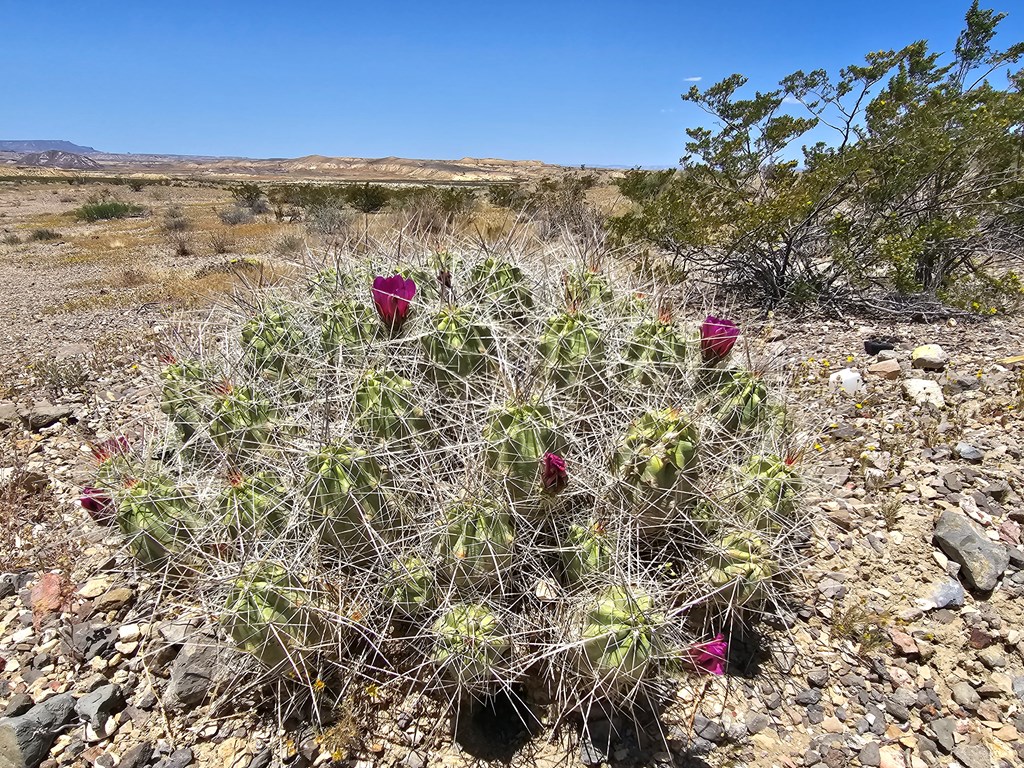 2 Victoria, Terlingua, Texas image 18