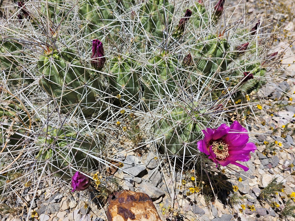 2 Victoria, Terlingua, Texas image 9