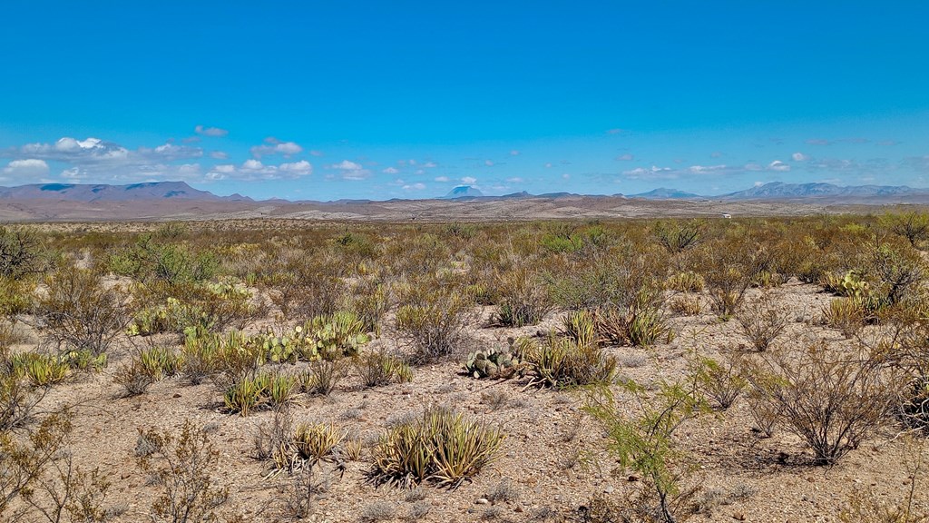 Marathon, Terlingua, Texas image 6