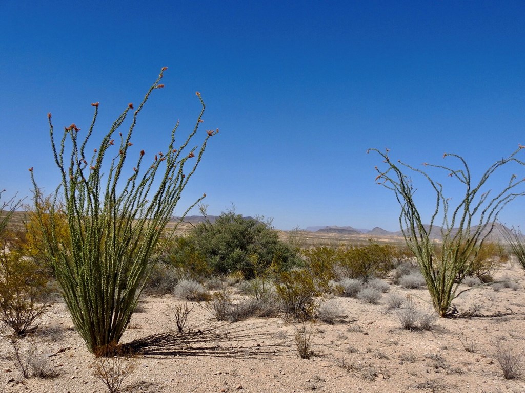 2637 Martin Cutacross Rd, Terlingua, Texas image 15