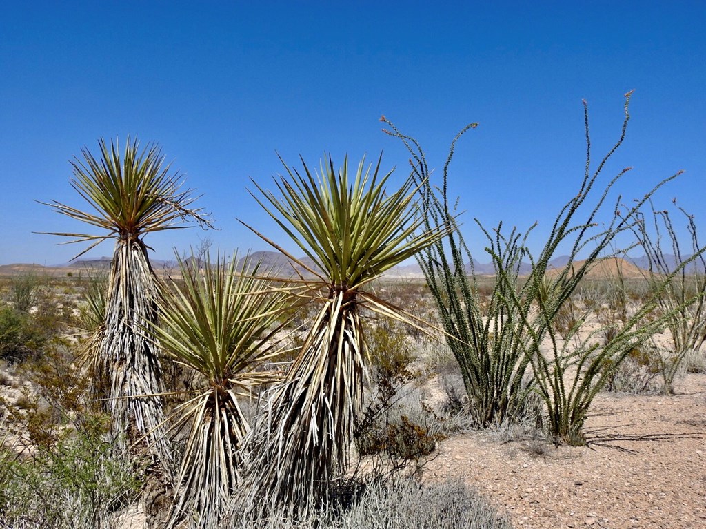 2637 Martin Cutacross Rd, Terlingua, Texas image 25