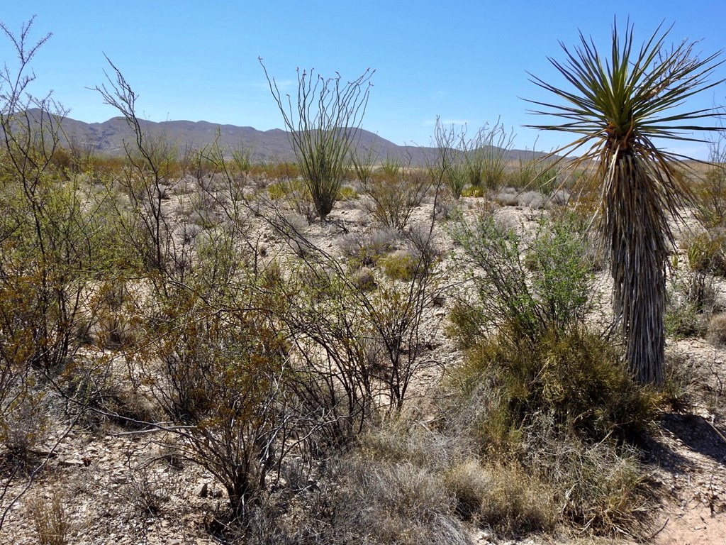 2637 Martin Cutacross Rd, Terlingua, Texas image 18