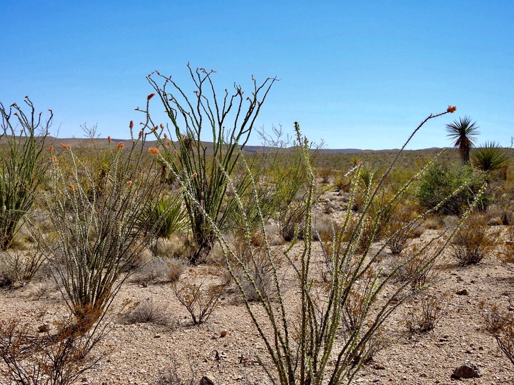 2637 Martin Cutacross Rd, Terlingua, Texas image 13