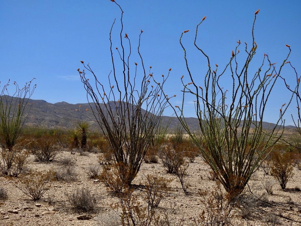 2637 Martin Cutacross Rd, Terlingua, Texas image 22