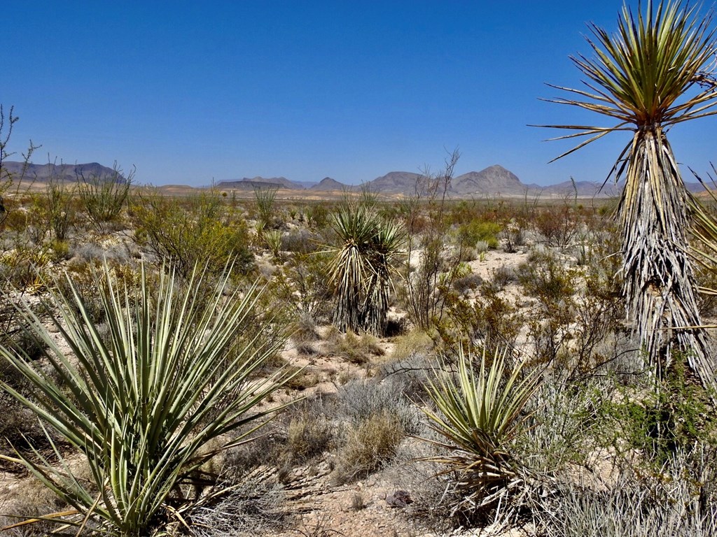 2637 Martin Cutacross Rd, Terlingua, Texas image 11