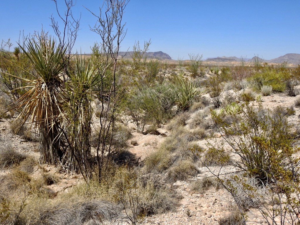 2637 Martin Cutacross Rd, Terlingua, Texas image 24