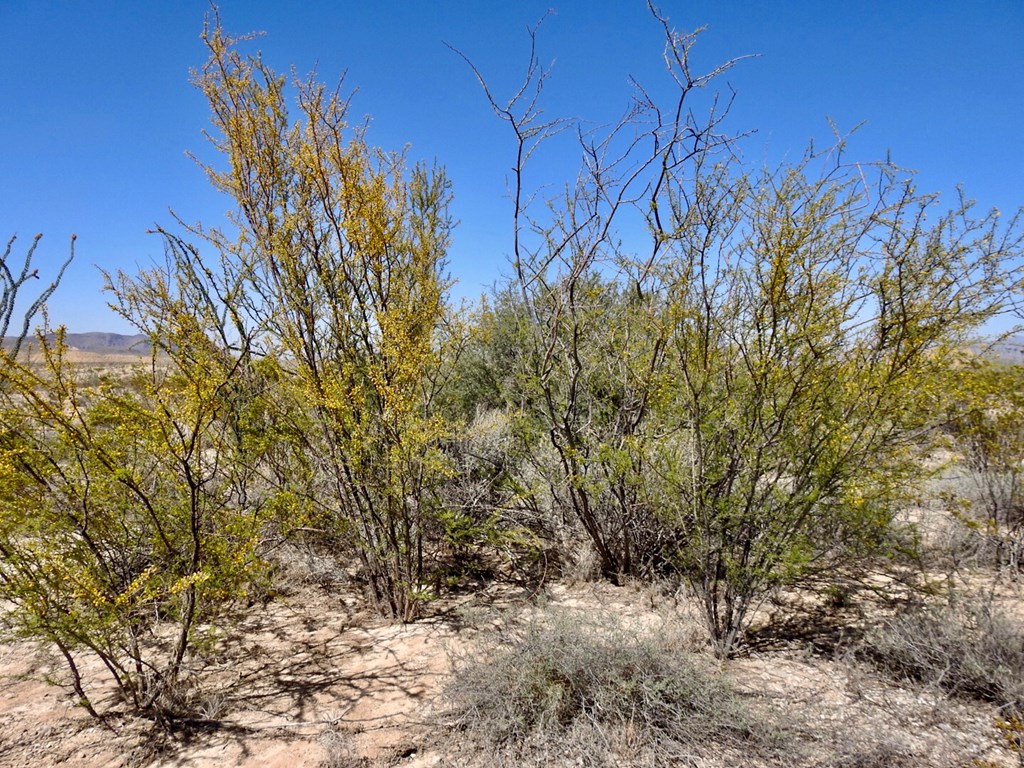 2637 Martin Cutacross Rd, Terlingua, Texas image 17