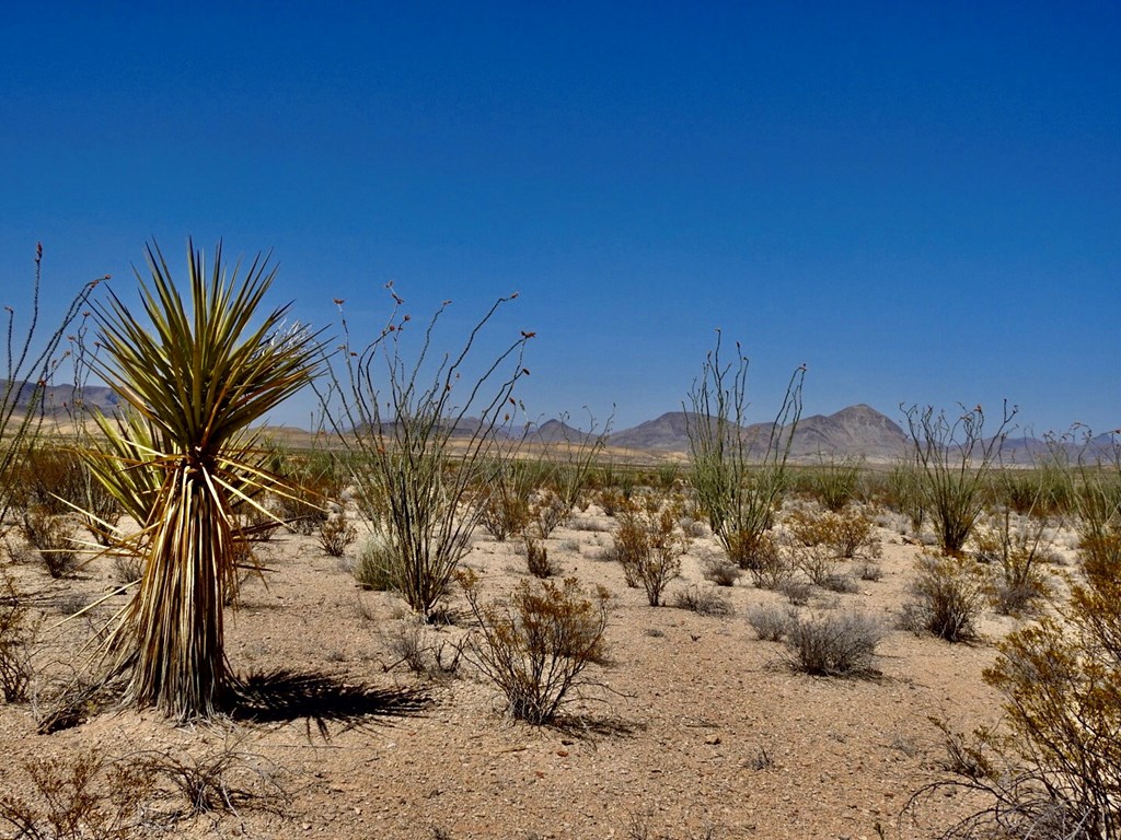 2637 Martin Cutacross Rd, Terlingua, Texas image 26