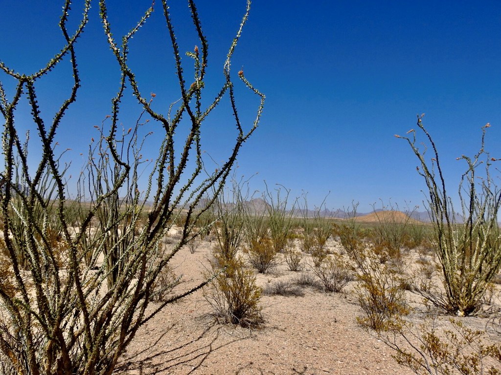 2637 Martin Cutacross Rd, Terlingua, Texas image 8