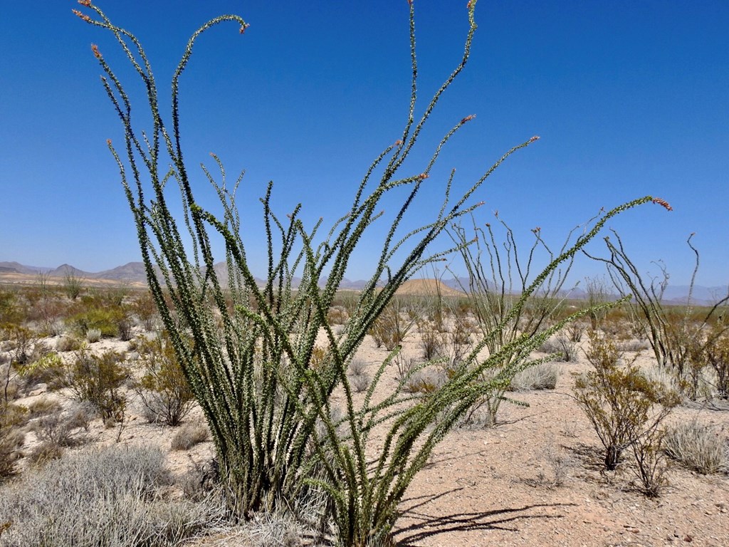 2637 Martin Cutacross Rd, Terlingua, Texas image 21