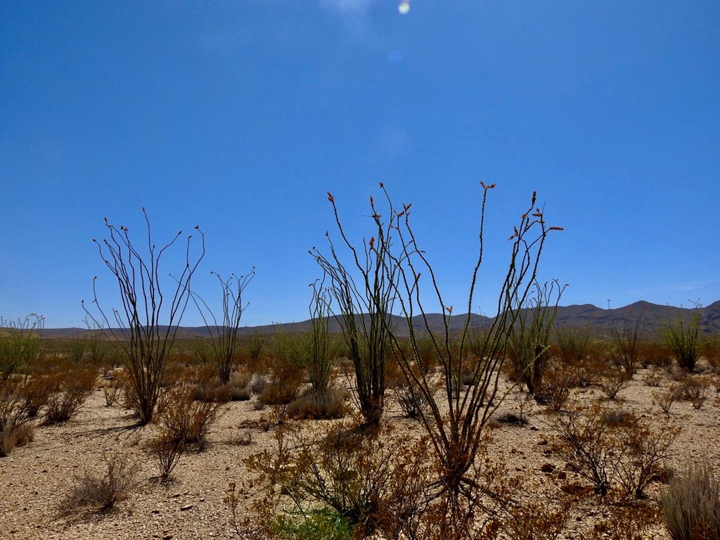 2637 Martin Cutacross Rd, Terlingua, Texas image 19