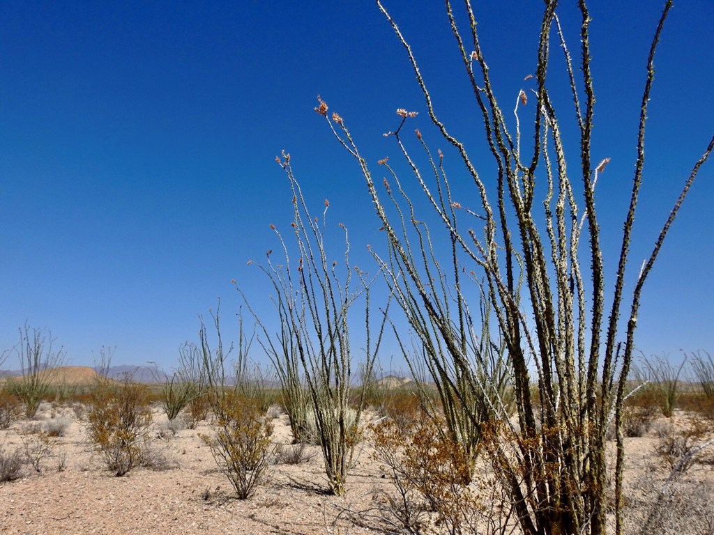 2637 Martin Cutacross Rd, Terlingua, Texas image 27