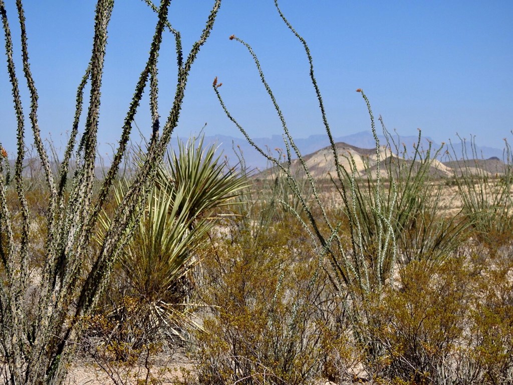 2637 Martin Cutacross Rd, Terlingua, Texas image 20