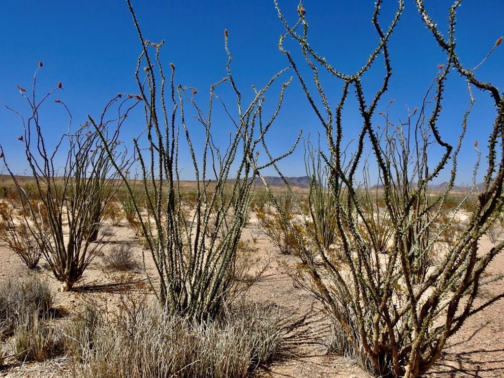 2637 Martin Cutacross Rd, Terlingua, Texas image 2