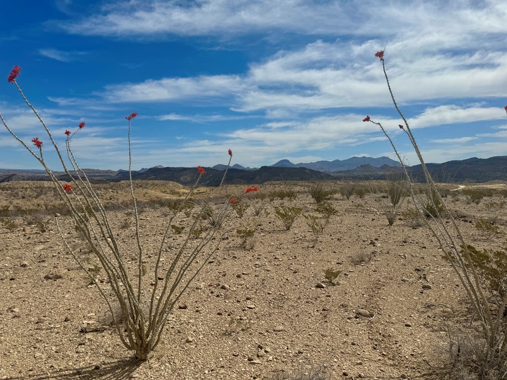 LOT 24 Salt Grass Draw, Terlingua, Texas image 8