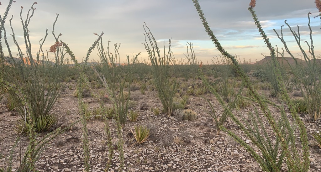 66 Cats Eye Rd, Terlingua, Texas image 18