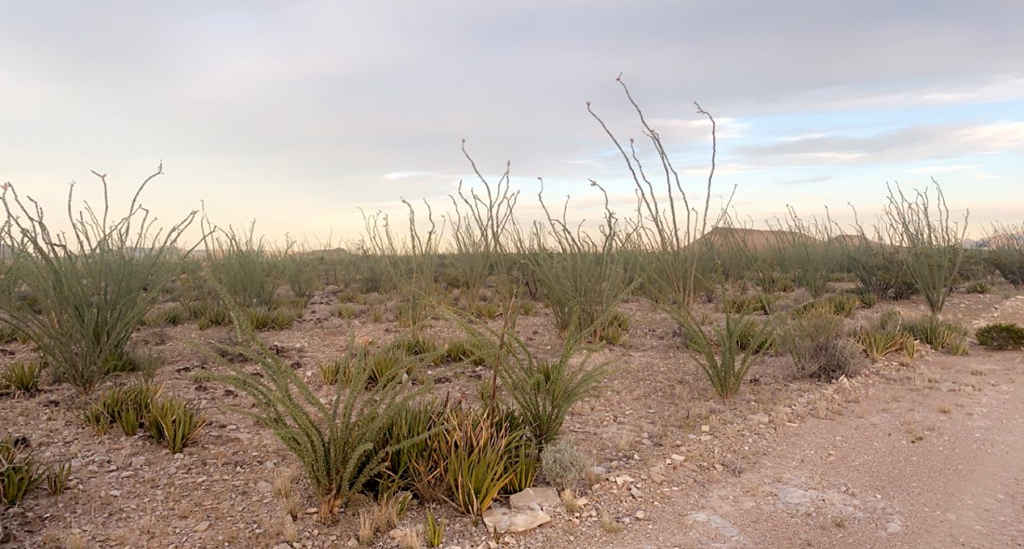 66 Cats Eye Rd, Terlingua, Texas image 16