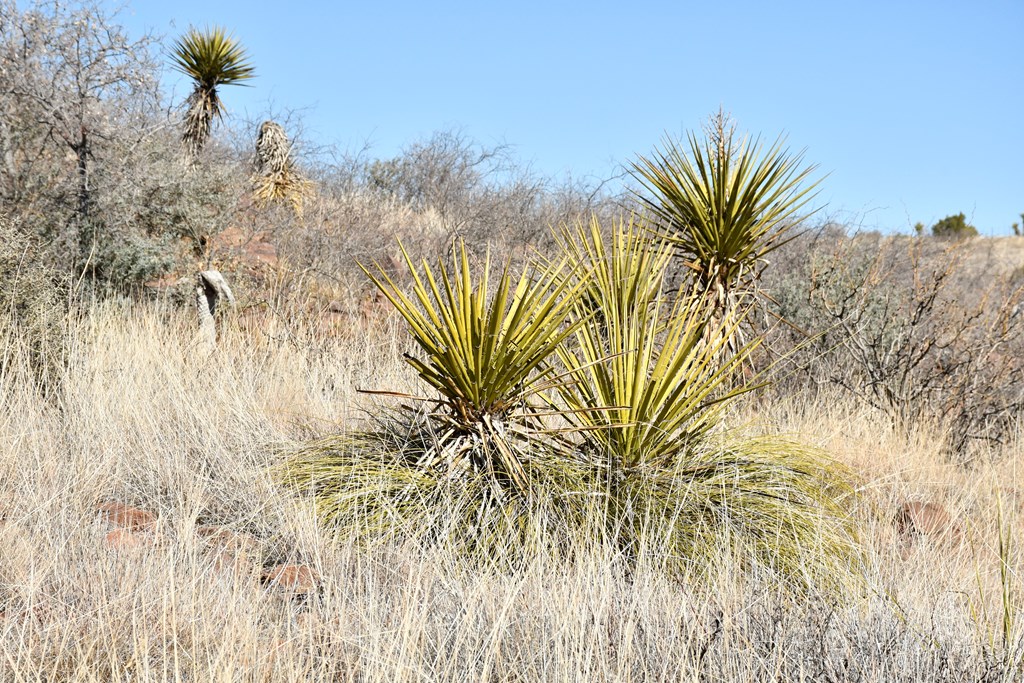 100 High Lonesome, Alpine, Texas image 5