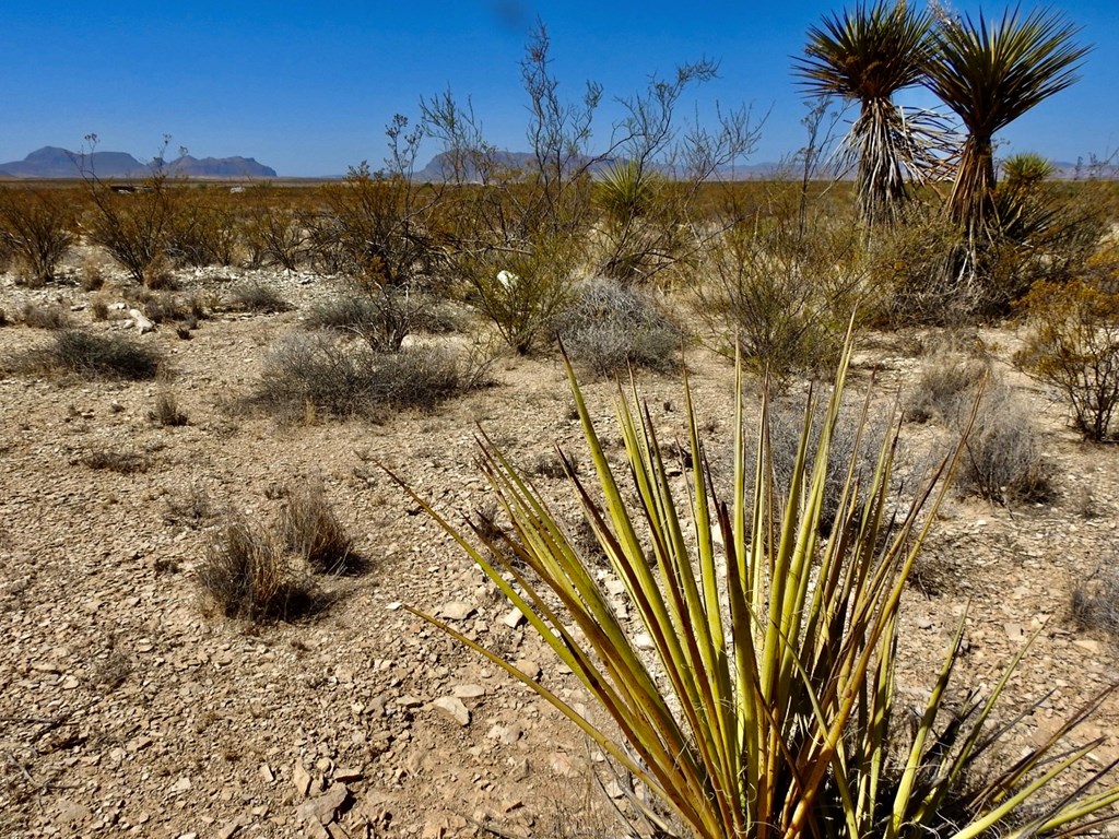 4160 Cheosa Trail, Terlingua, Texas image 23